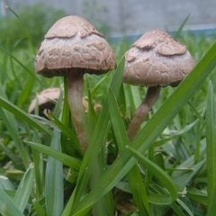 Agaricales