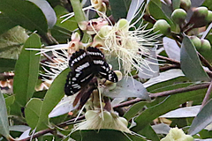 Limenitidini