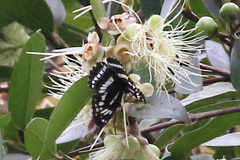Limenitidini