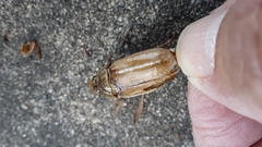 Polyphylla occidentalis