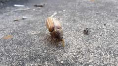 Polyphylla occidentalis