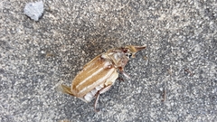 Polyphylla occidentalis