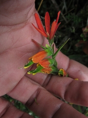 Castilleja integrifolia