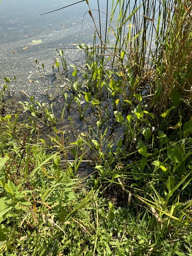Image of Sagittaria rigida by no rights reserved