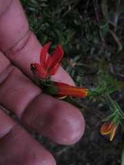 Castilleja integrifolia