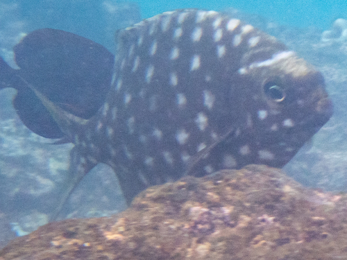 Kyphosus sandwicensis, 2024-08-28