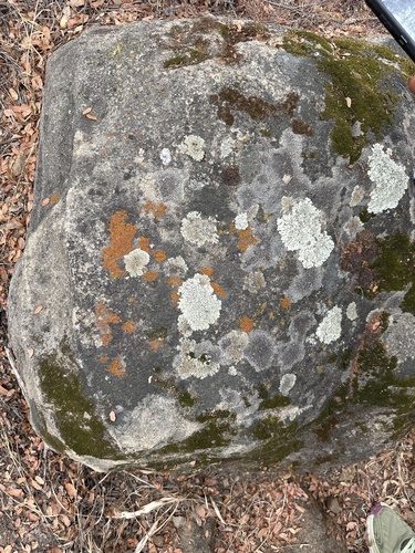 iNaturalist observation photo of Stonewall Rim Lichen