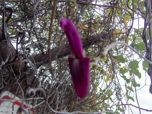 Canavalia hawaiiensis observed 2024-08-28