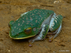 Boophis albilabris