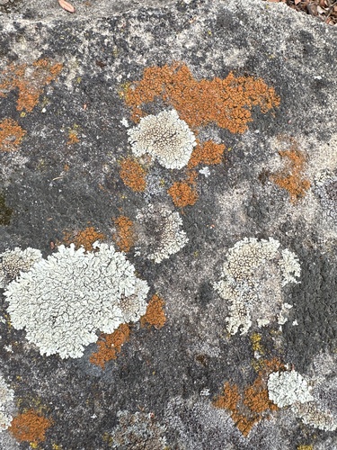 iNaturalist observation photo of Fungi Including Lichens