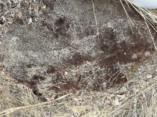 iNaturalist observation photo of Fungi Including Lichens