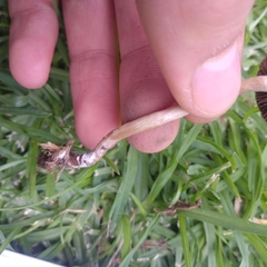 Agaricales