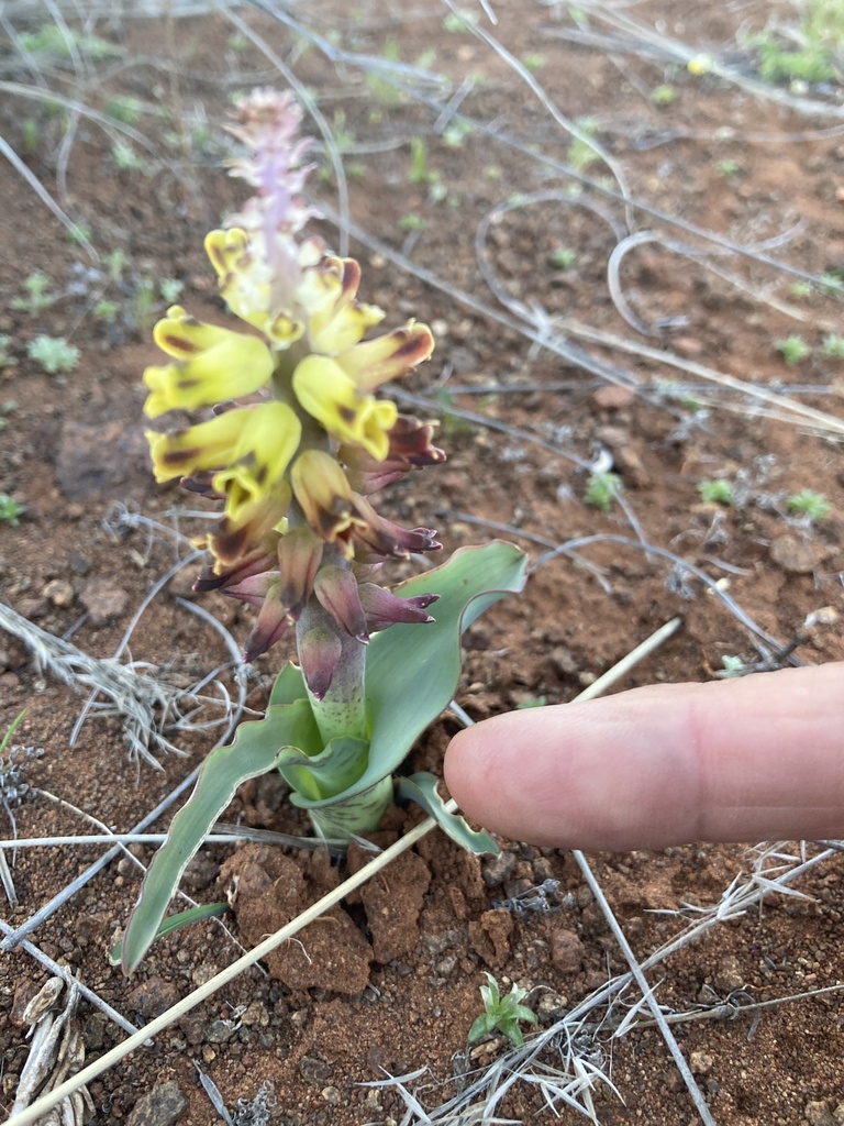 Lachenalia inflata, Calvinia, Calvinia, NC, ZA