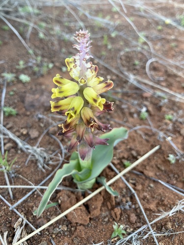 Image of Lachenalia inflata by (c) jeanetteclarke, some rights reserved (CC BY-SA)