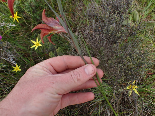 Image of Gladiolus liliaceus by (c) Eugene Hahndiek, some rights reserved (CC BY-SA)