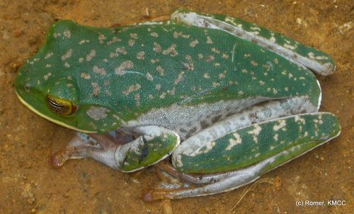 White-lipped Bright-eyed Frog