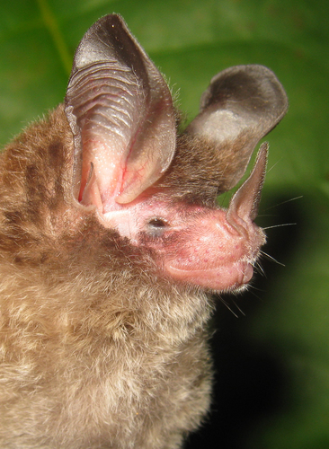 Brosset's big-eared bat (Micronycteris brosseti) — Data Deficient Mammalia