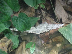 Thysania agrippina