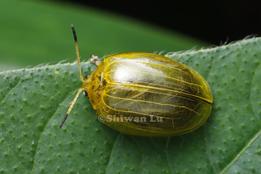 Oides Sp Oides from 中国云南省 on September 12, 2024 at 10:52 AM by Shiwan Lu ...