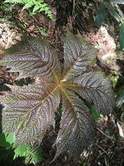 Rodgersia podophylla