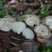 Trametes menziesii - Photo (c) Kurt Miller, some rights reserved (CC BY-NC), uploaded by Kurt Miller