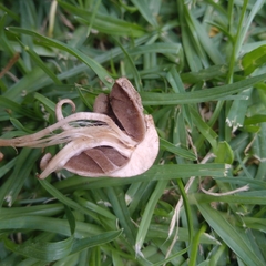 Agaricales