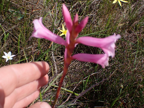 Image of Watsonia aletroides by (c) Eugene Hahndiek, some rights reserved (CC BY-SA)