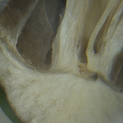 Agaricales
