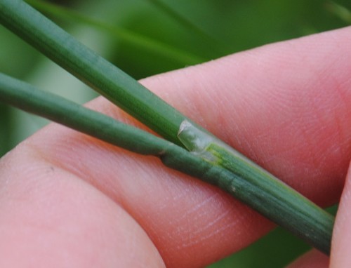 Image of Juncus brachycarpus by (c) Zihao Wang, some rights reserved (CC BY)