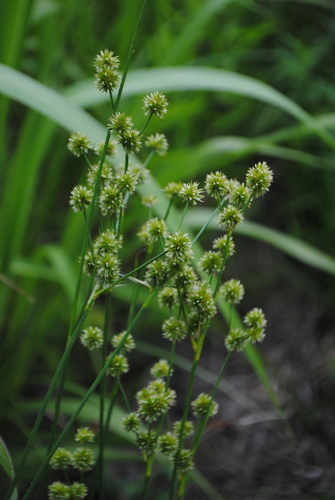 Image of Juncus brachycarpus by (c) Zihao Wang, some rights reserved (CC BY)