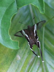 Lamproptera curius