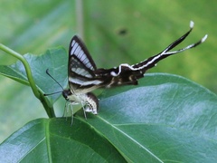 Lamproptera curius