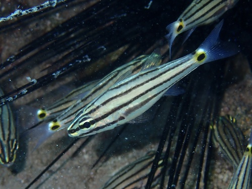 Negenstreep-kardinaalbaars (Cheilodipterus novemstriatus) — Apogonidae