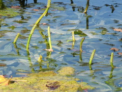 Potamogeton lucens
