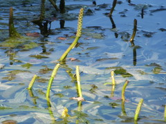Potamogeton lucens