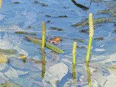 Potamogeton lucens