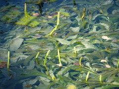 Potamogeton lucens