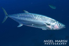 Shark Mackerel photo 1