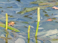 Potamogeton lucens