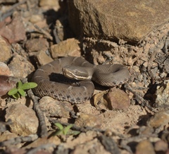 Crotalus willardi willardi