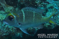 Monotaxis heterodon