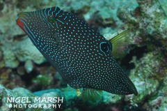 Canthigaster papua