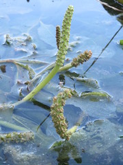 Potamogeton lucens