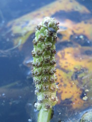 Potamogeton lucens