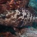Camouflage Grouper - Photo (c) Nigel Marsh, some rights reserved (CC BY-NC), uploaded by Nigel Marsh