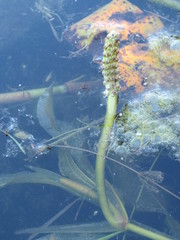 Potamogeton lucens