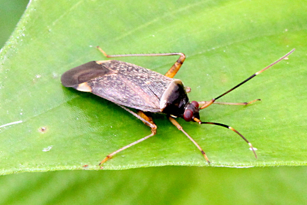 Adelphocoris sichuanus