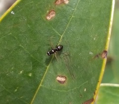 Acalyptratae