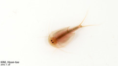 Triops granarius