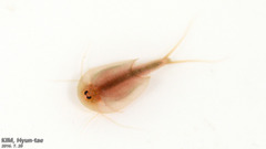 Triops granarius